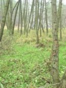 Čištění Pšovka 2004 Dolní Houska 1